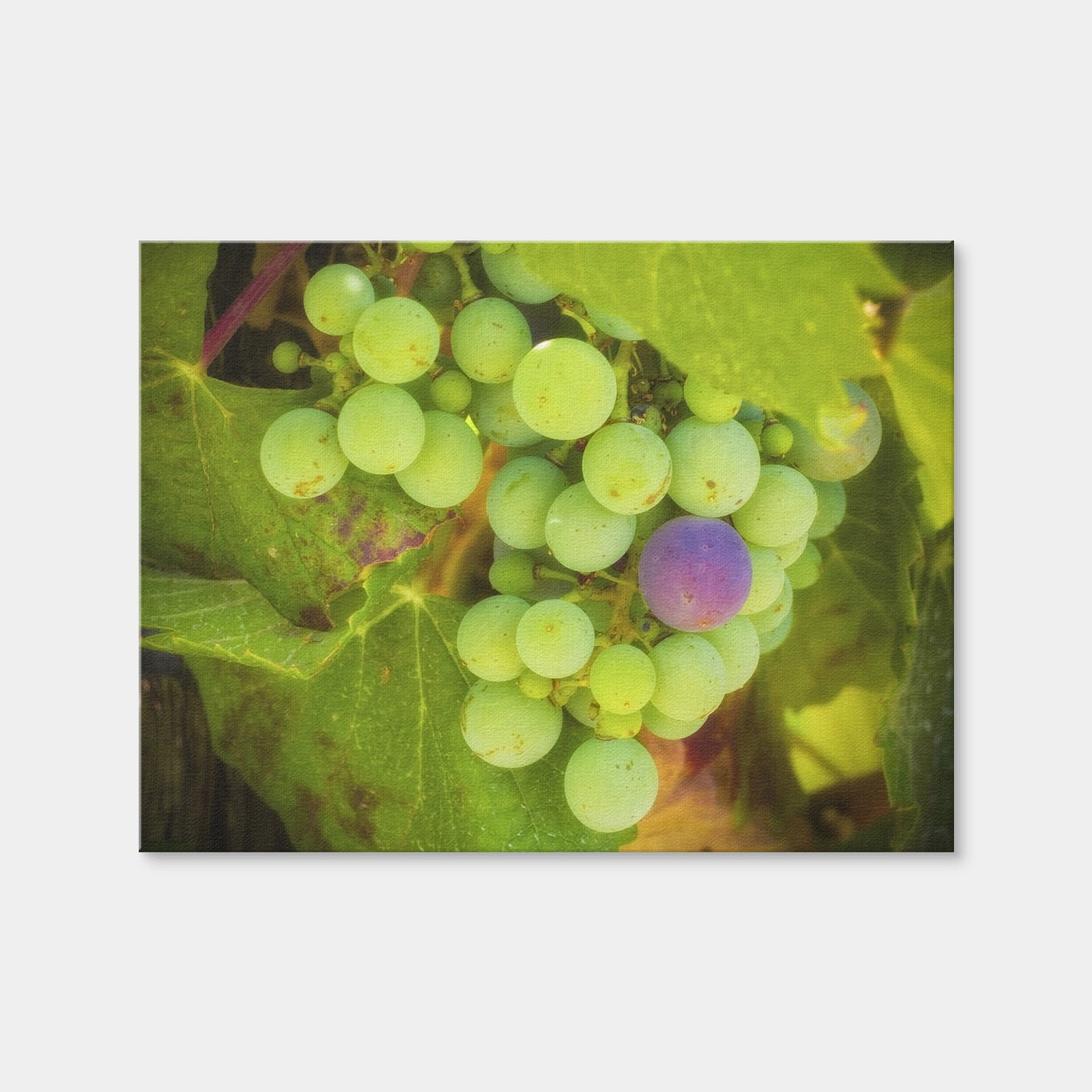 AUTO-MOCKUP WHITE | Green Purple Grapes Temecula Valley | 1 Piece | Gallery Wrap Canvas | group=4x3