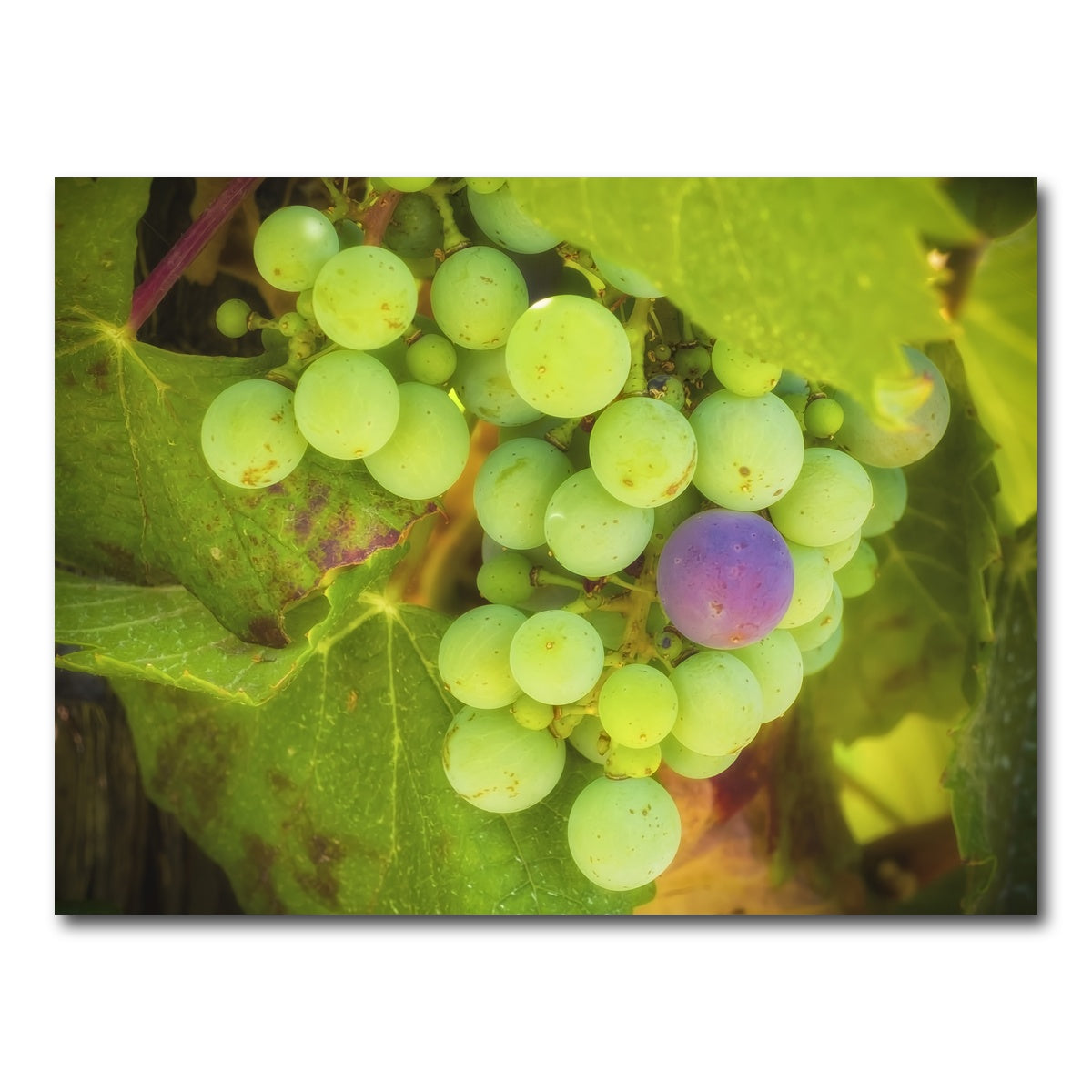 Green Purple Grapes Temecula Valley Wall Art