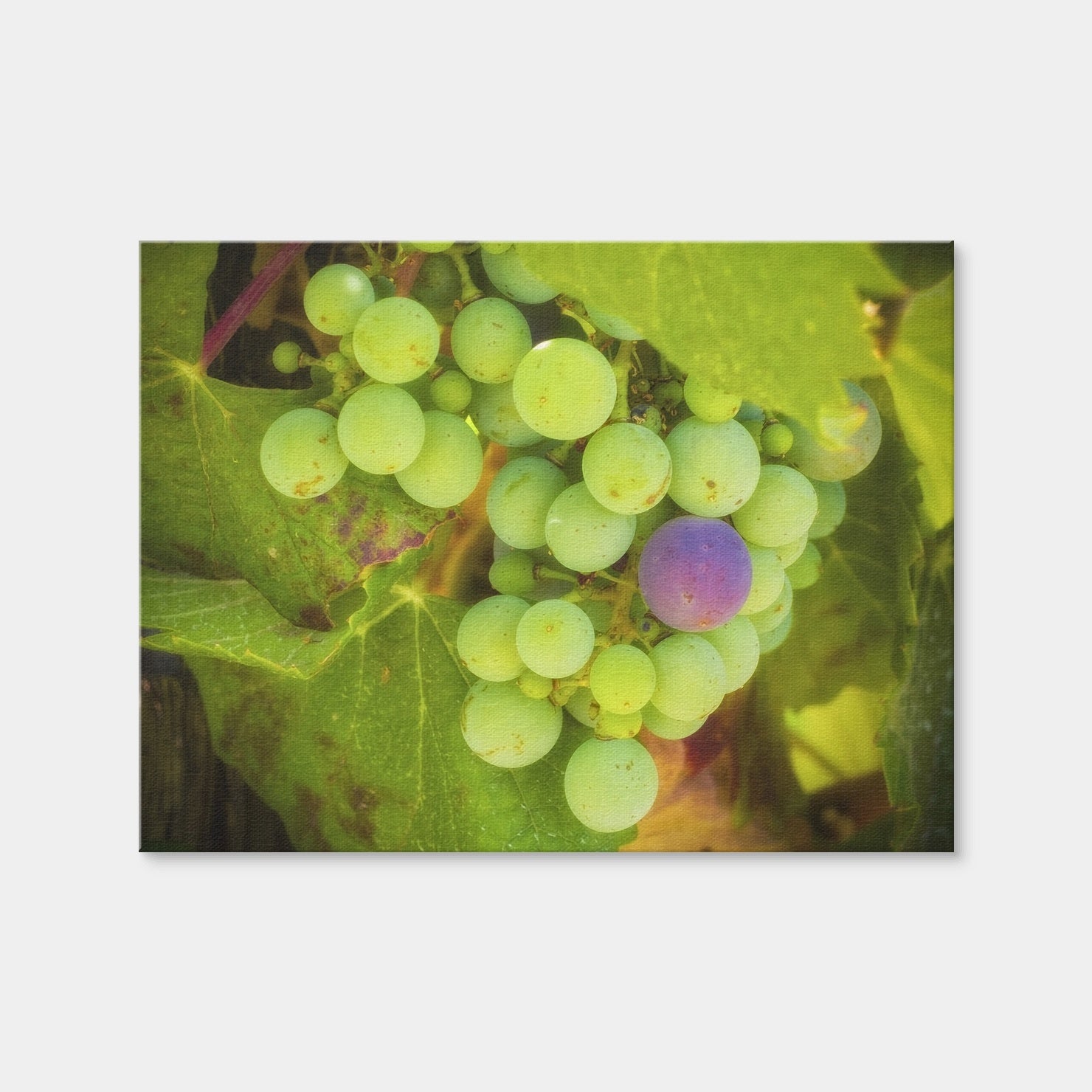 AUTO-MOCKUP WHITE | Green Purple Grapes Temecula Valley | 1 Piece | Gallery Wrap Canvas | group=4x3