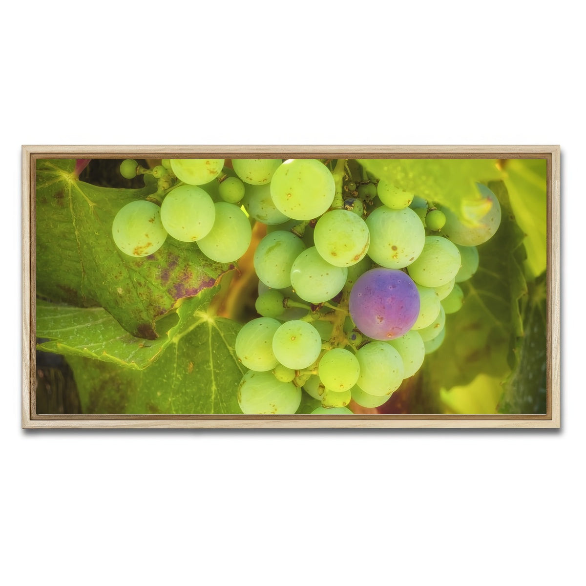 Green Purple Grapes Temecula Valley Wall Art