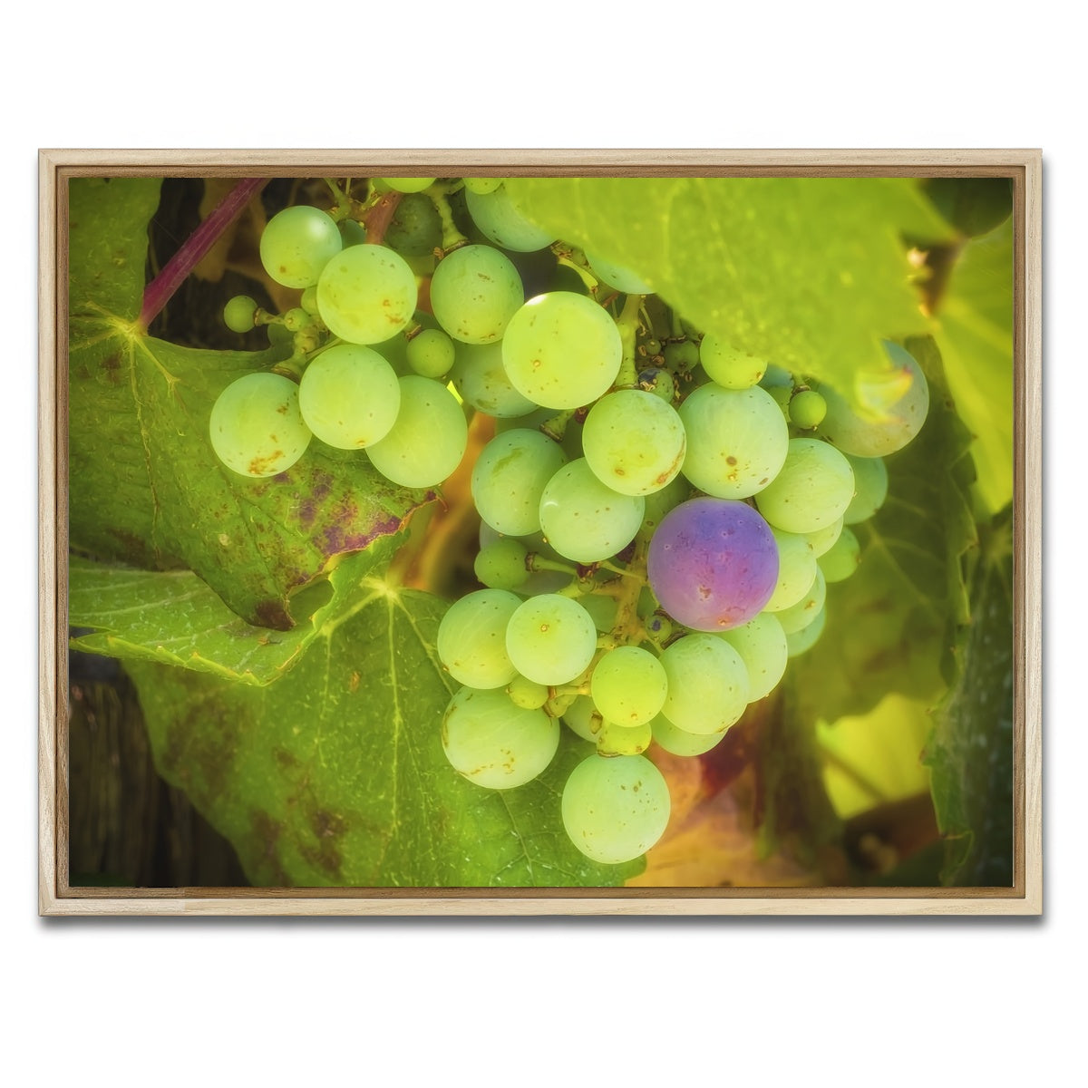 Green Purple Grapes Temecula Valley Wall Art