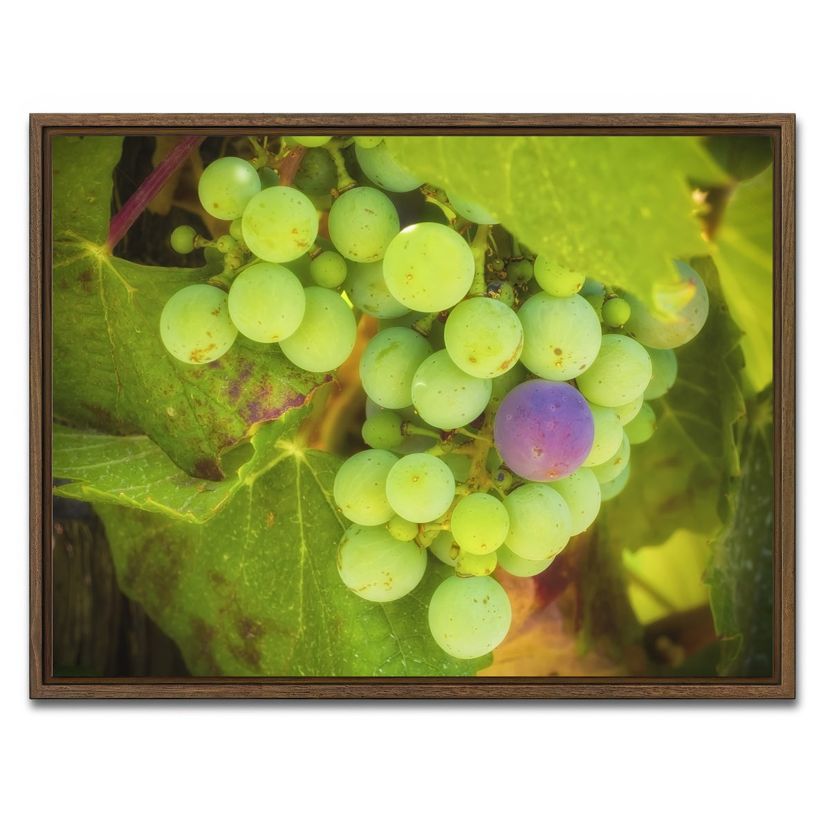 Green Purple Grapes Temecula Valley Wall Art