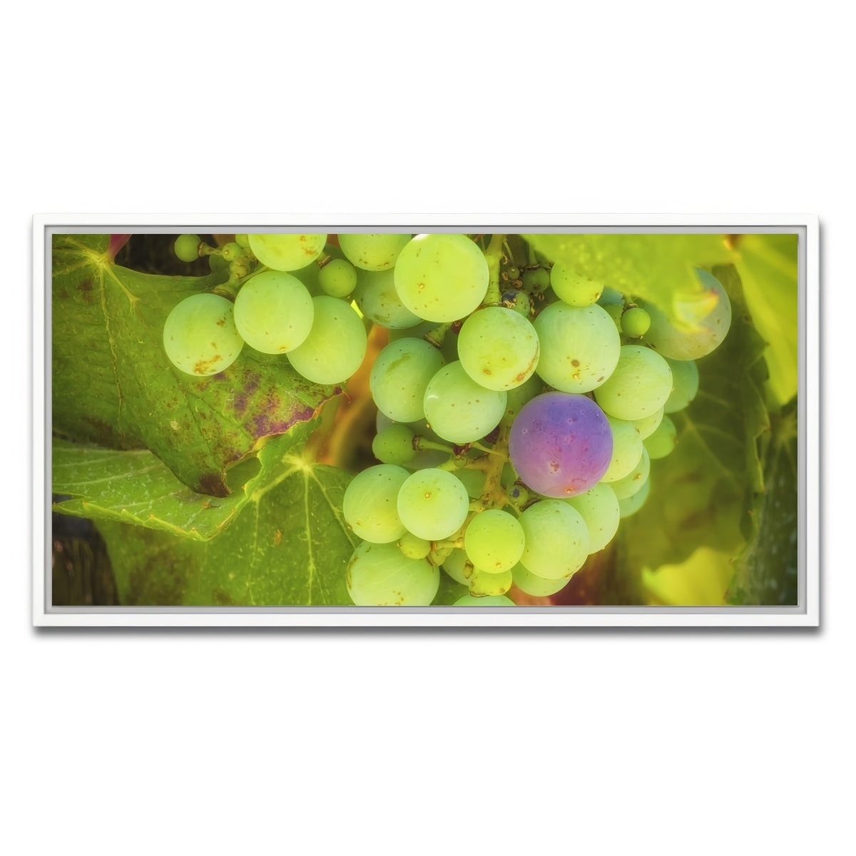 Green Purple Grapes Temecula Valley Wall Art
