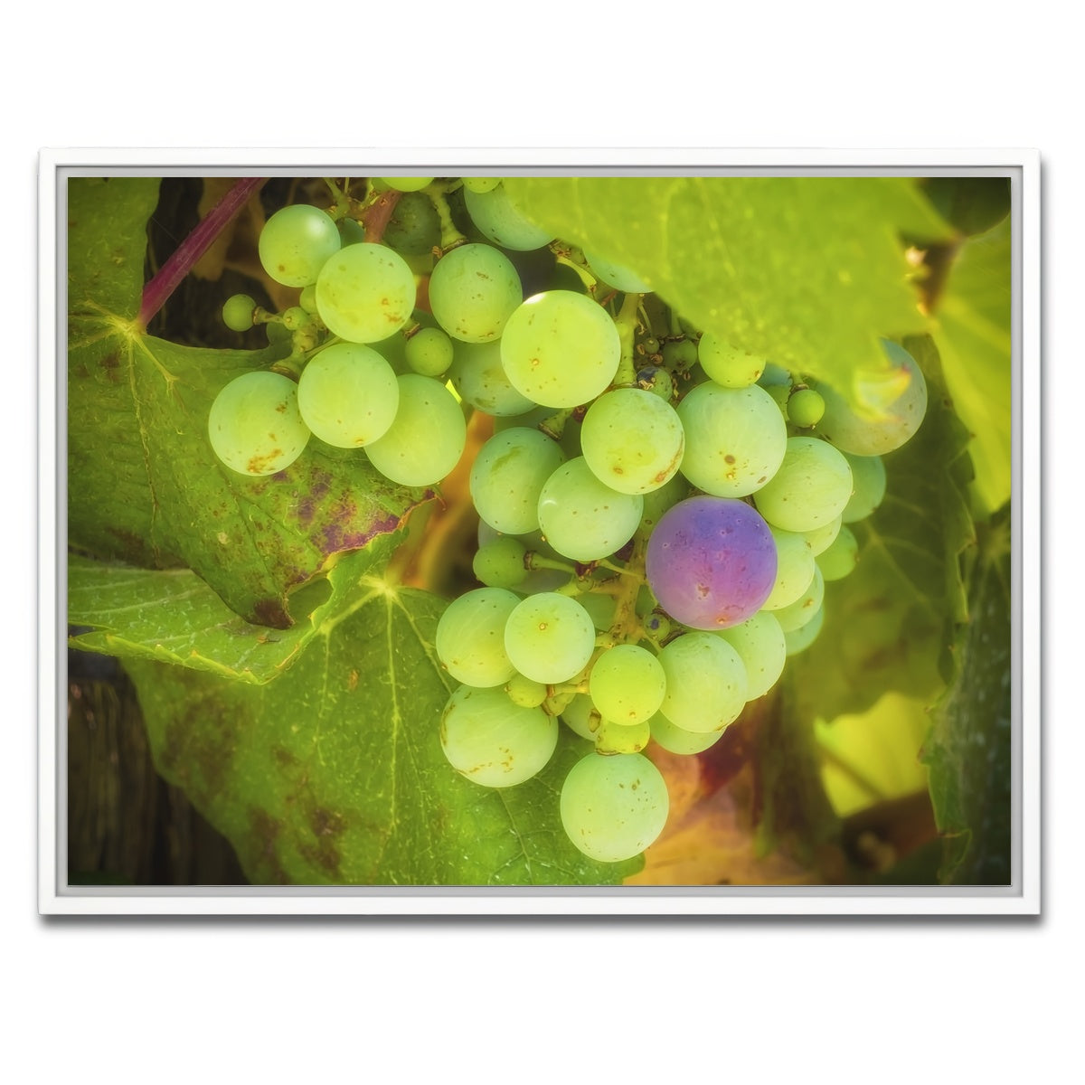 Green Purple Grapes Temecula Valley Wall Art