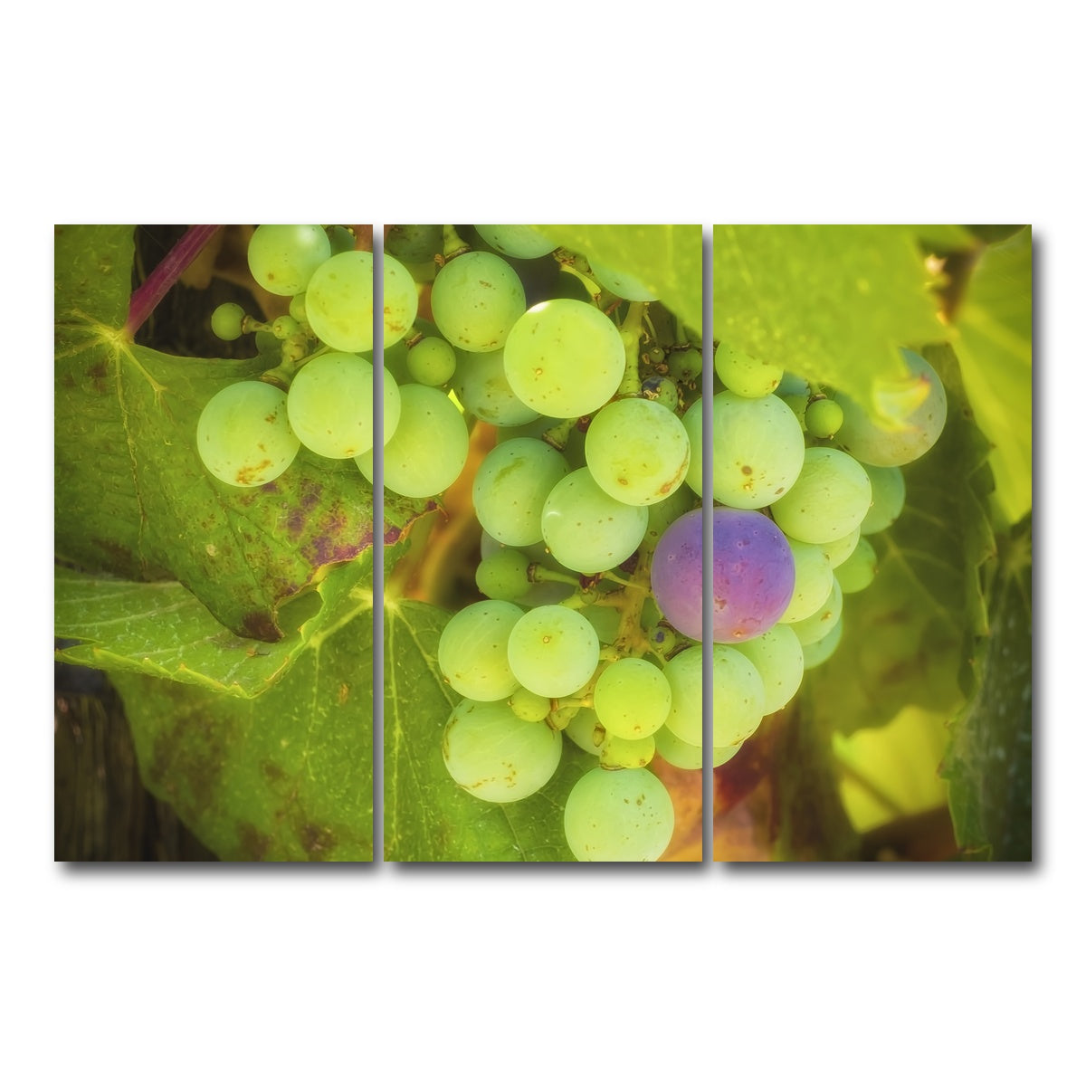 Green Purple Grapes Temecula Valley Wall Art