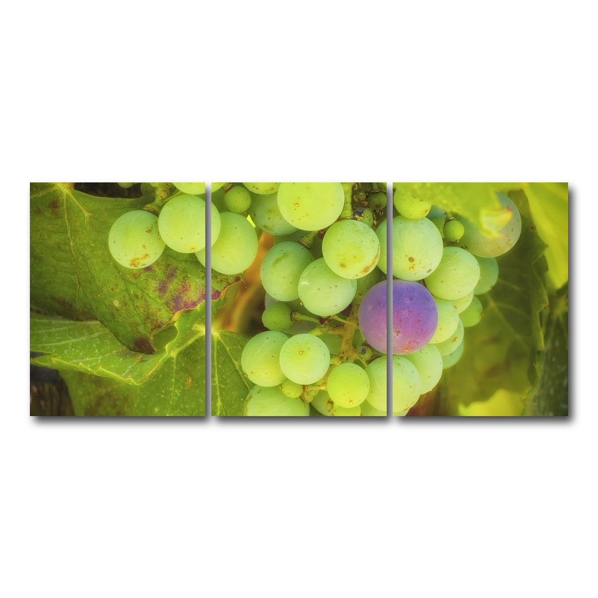Green Purple Grapes Temecula Valley Wall Art