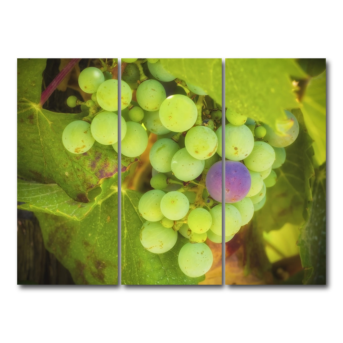 Green Purple Grapes Temecula Valley Wall Art