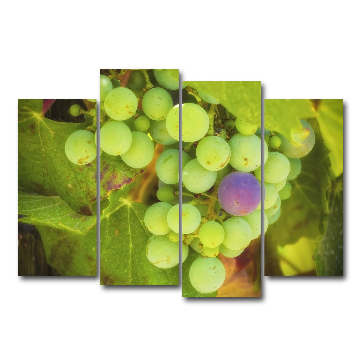 Green Purple Grapes Temecula Valley Wall Art