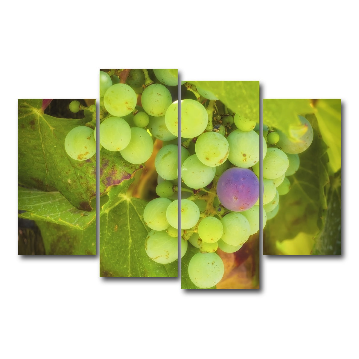 Green Purple Grapes Temecula Valley Wall Art