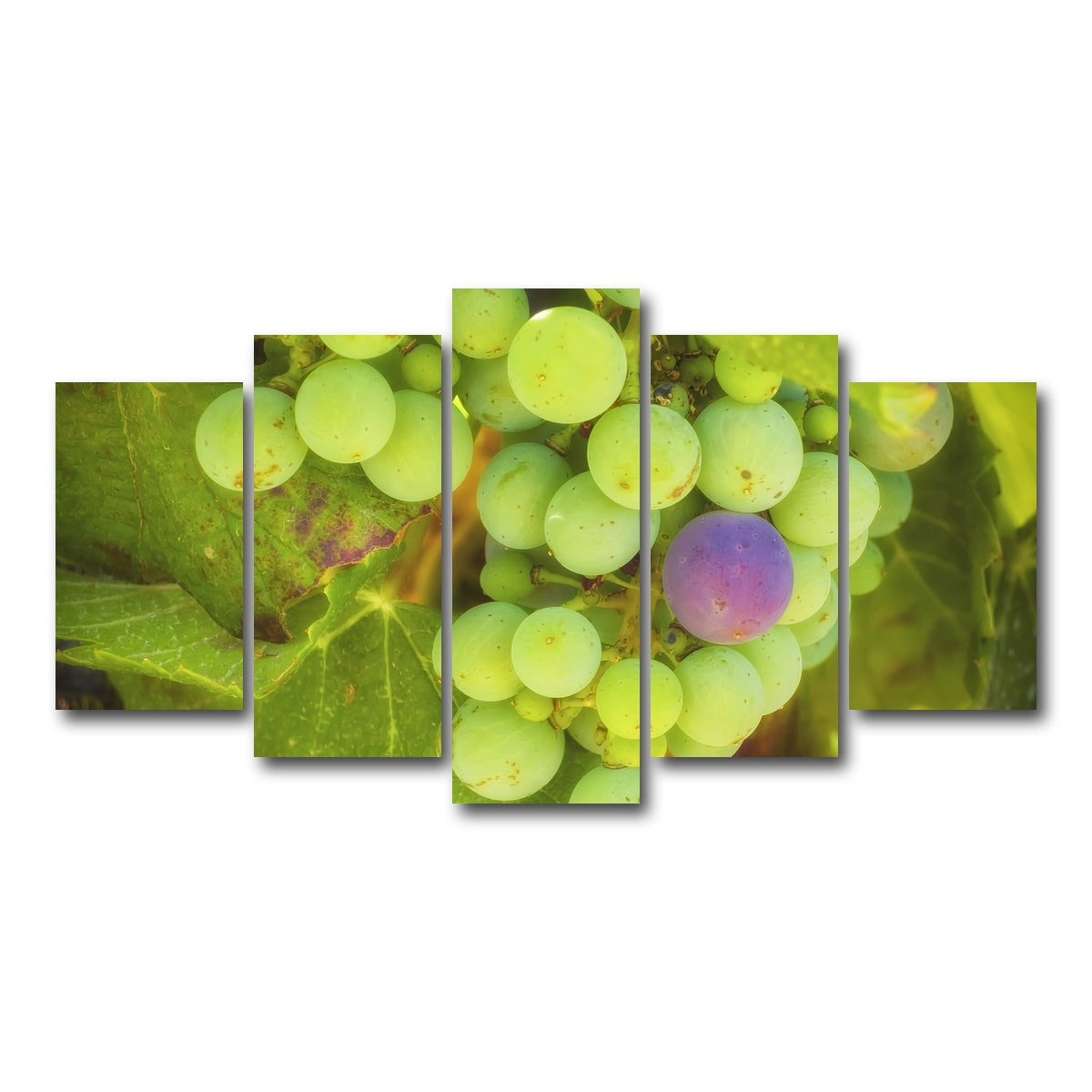 Green Purple Grapes Temecula Valley Wall Art