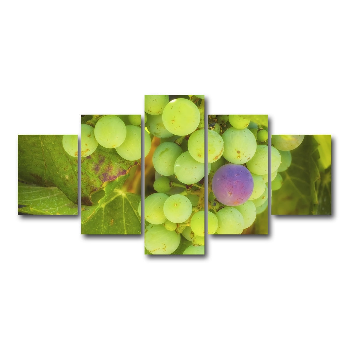 Green Purple Grapes Temecula Valley Wall Art