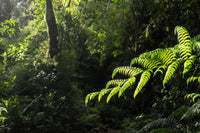 Green Samambaia Wall Art