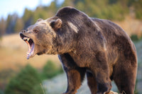 Grizzly Bear Growling Wall Art