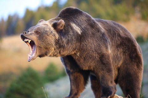 Grizzly Bear Growling Wall Art