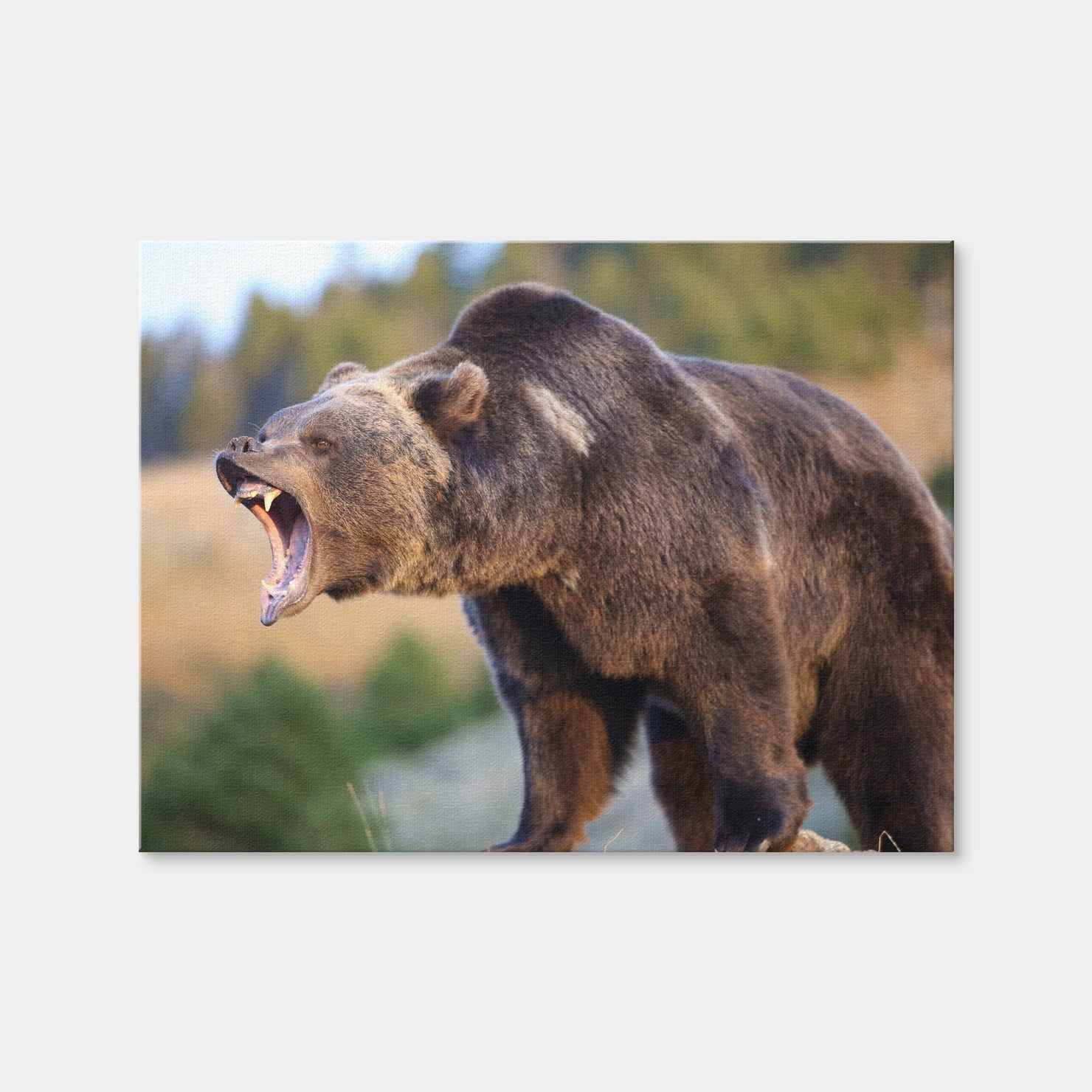 AUTO-MOCKUP WHITE | Grizzly Bear Growling | 1 Piece | Gallery Wrap Canvas | group=4x3