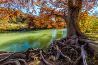 Guadalupe State Park Wall Art