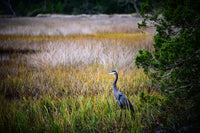 Heron Jekyll Island Wall Art