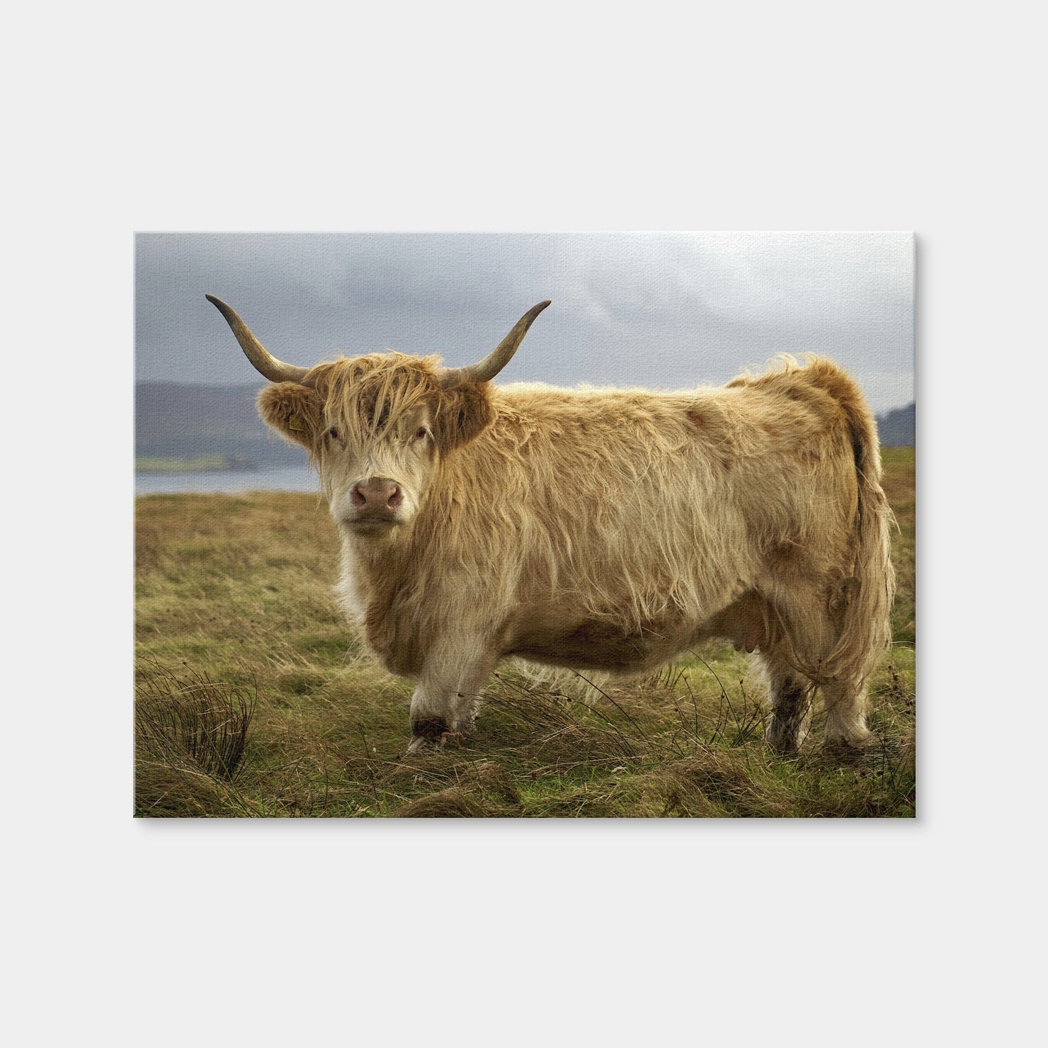 AUTO-MOCKUP WHITE | Highland Cow - Countryside | 1 Piece | Gallery Wrap Canvas | group=4x3
