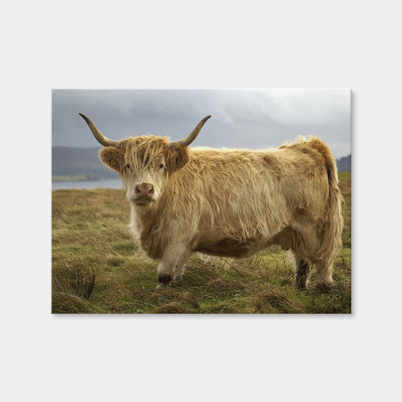 AUTO-MOCKUP WHITE | Highland Cow - Countryside | 1 Piece | Gallery Wrap Canvas | group=4x3