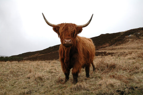 Highland Cow - Northern Scotland Wall Art