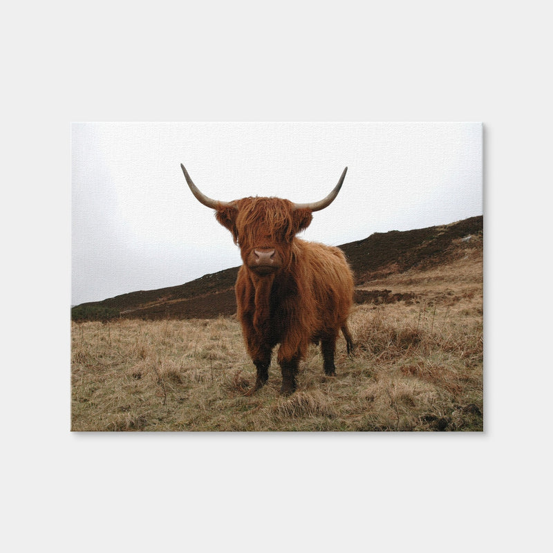 AUTO-MOCKUP WHITE | Highland Cow - Northern Scotland | 1 Piece | Gallery Wrap Canvas | group=4x3