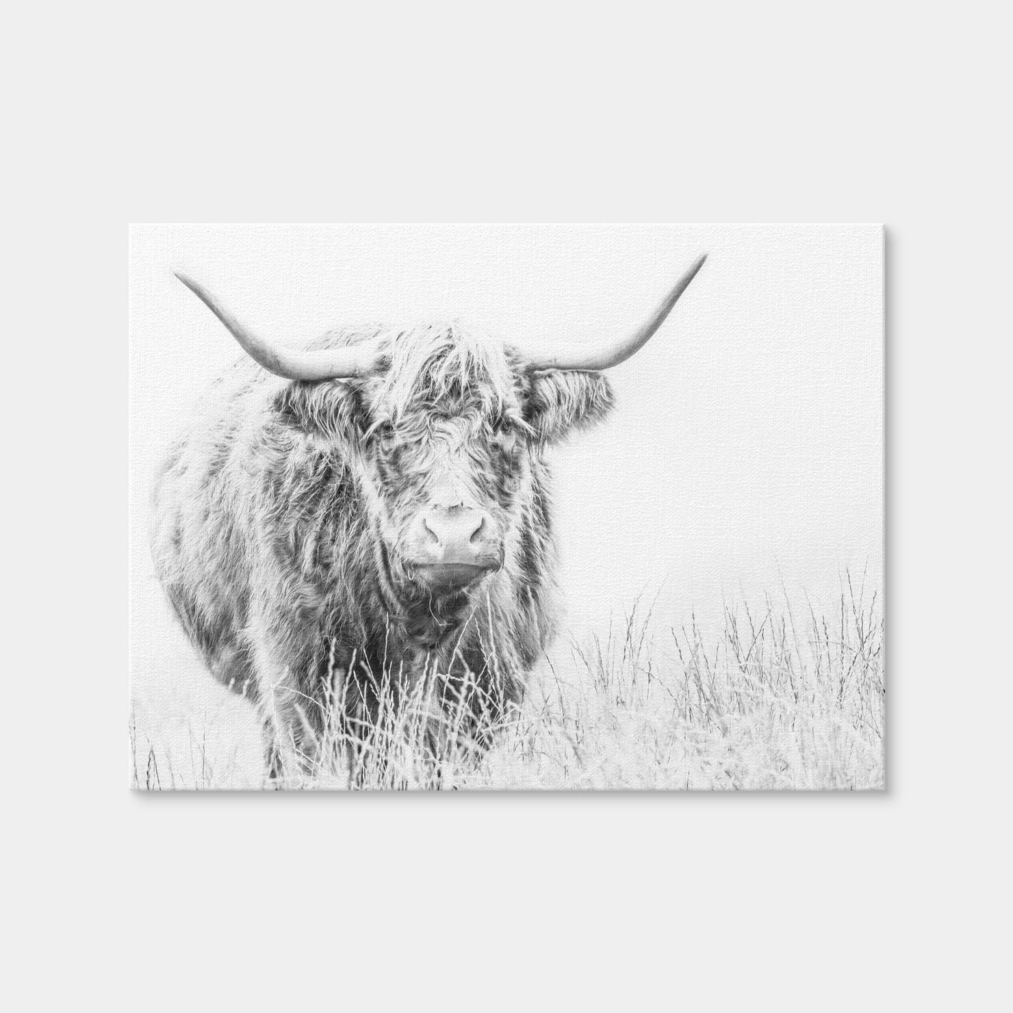 AUTO-MOCKUP WHITE | Highland Cow on White | 1 Piece | Gallery Wrap Canvas | group=4x3