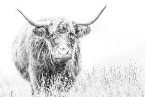 Highland Cow on white Wall Art