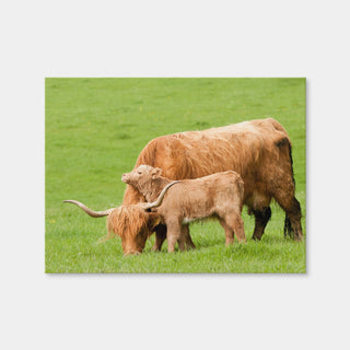 AUTO-MOCKUP WHITE | Highland Cow with Loving Calf | 1 Piece | Gallery Wrap Canvas | group=4x3