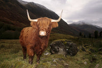 Highland cow in Glen Coe Wall Art