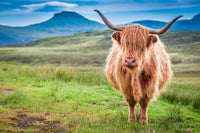 Highland cow in Isle of Skye Wall Art