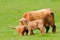 Highland cow with loving calf Wall Art