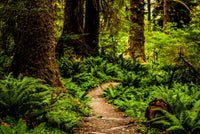 Hoh Rainforest Wall Art