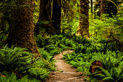Hoh Rainforest Wall Art