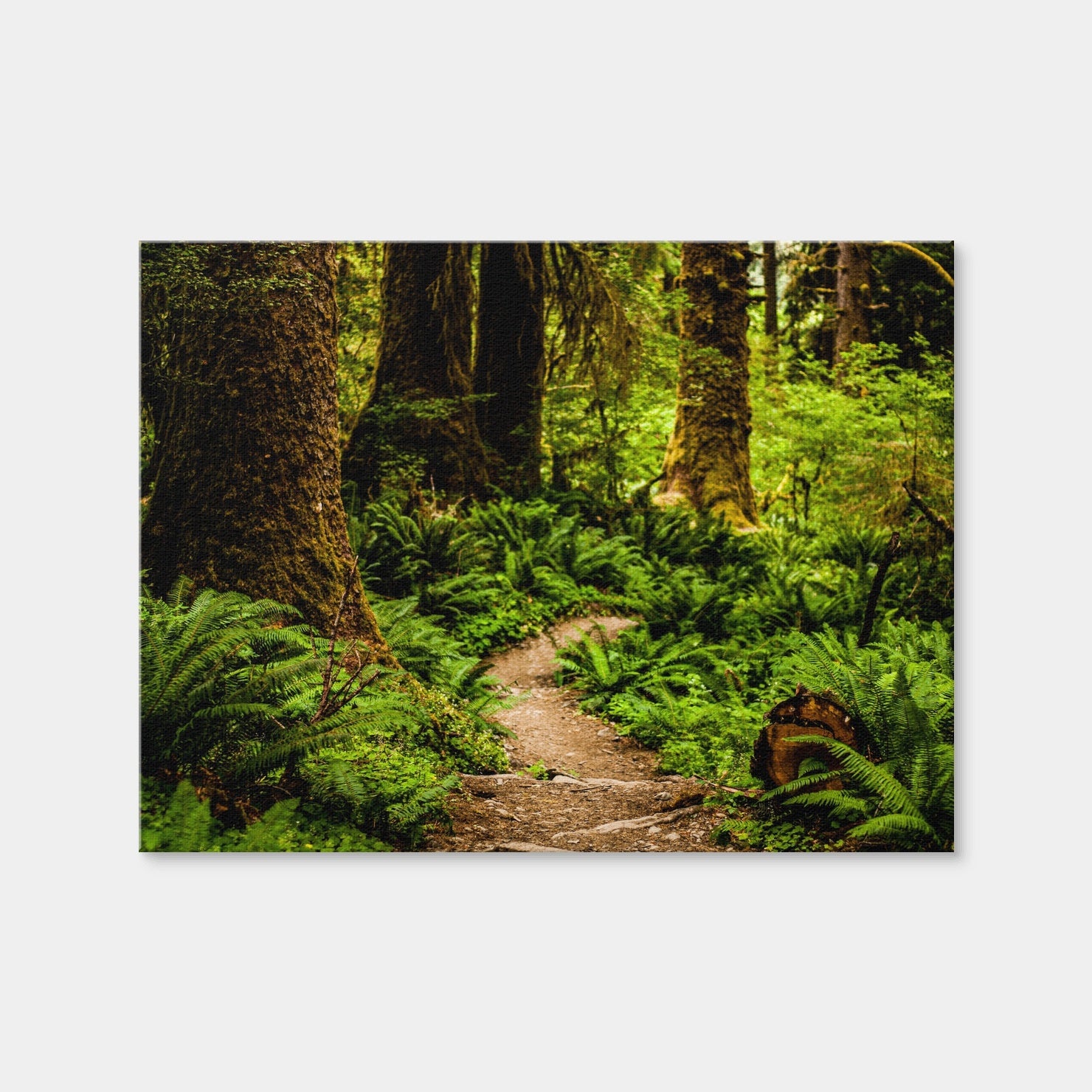 AUTO-MOCKUP WHITE | Hoh Rainforest | 1 Piece | Gallery Wrap Canvas | group=4x3
