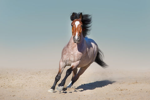 Horse Desert Run Wall Art