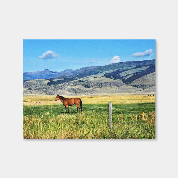Horse Grazes in Paradise Valley Wall Art — Canvas Wrap Format preview
