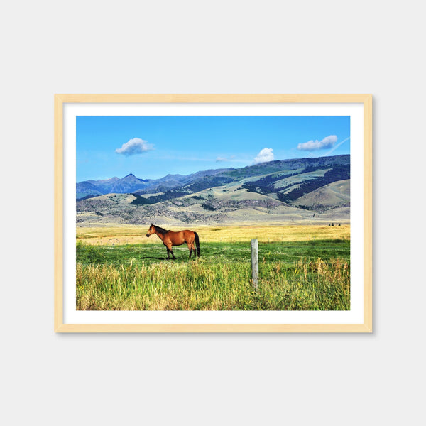 Horse Grazes in Paradise Valley Wall Art — Framed Print Format preview