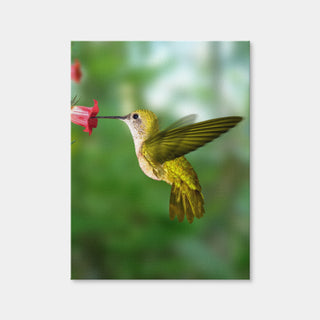 AUTO-MOCKUP WHITE | Hummingbird Flying | 1 Piece | Gallery Wrap Canvas | group=3x4