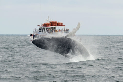 Humpback - Cape Cod Wall Art