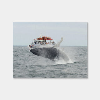 AUTO-MOCKUP WHITE | Humpback - Cape Cod | 1 Piece | Gallery Wrap Canvas | group=4x3