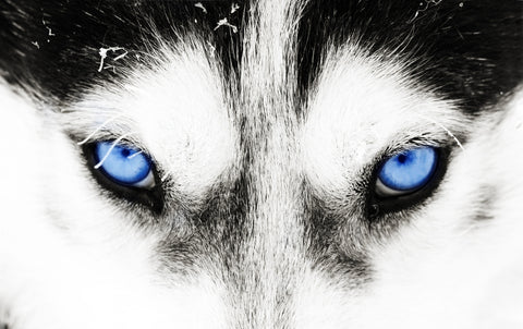 Husky Blue Eyes Wall Art