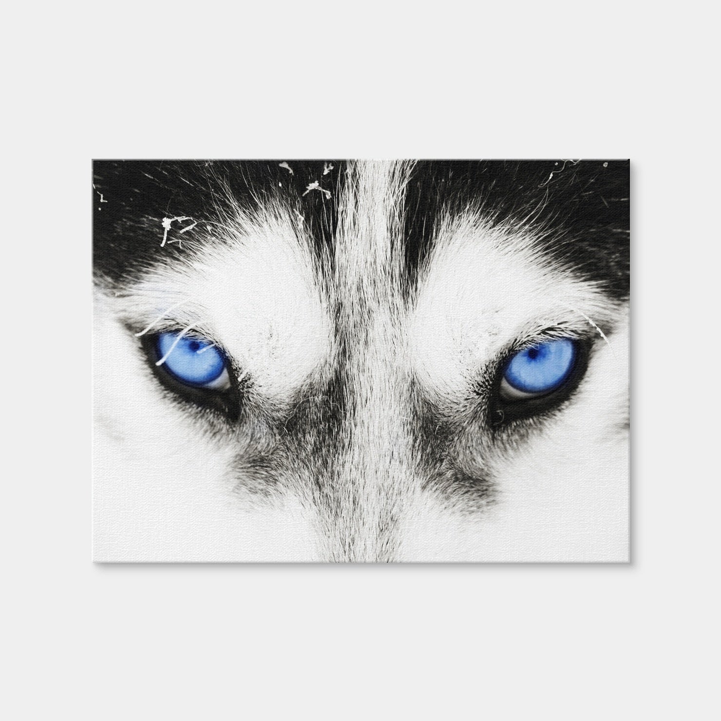 AUTO-MOCKUP WHITE | Husky Blue Eyes | 1 Piece | Gallery Wrap Canvas | group=4x3