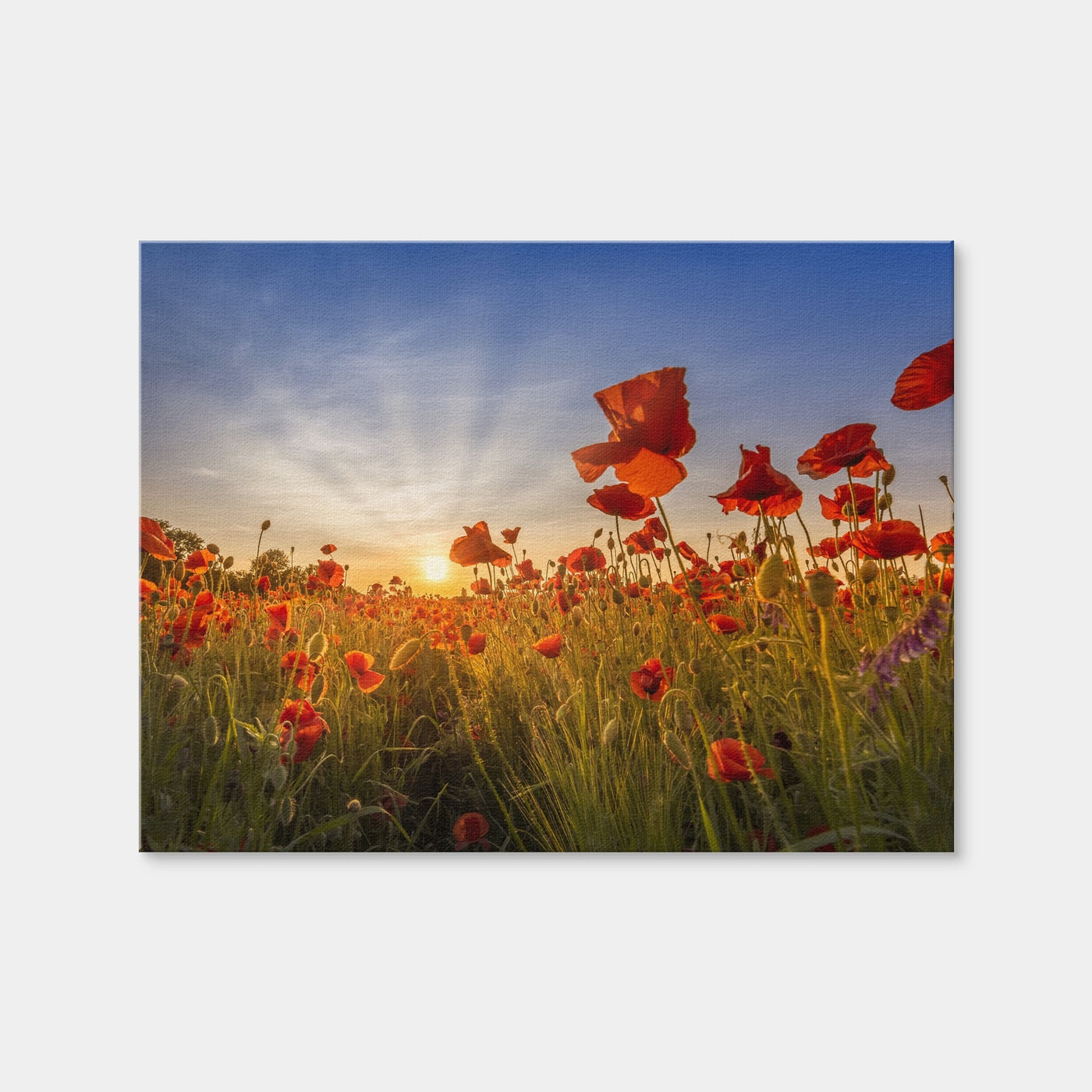 AUTO-MOCKUP WHITE | Idyllic Sunset in a Field of Poppies | 1 Piece | Gallery Wrap Canvas | group=4x3