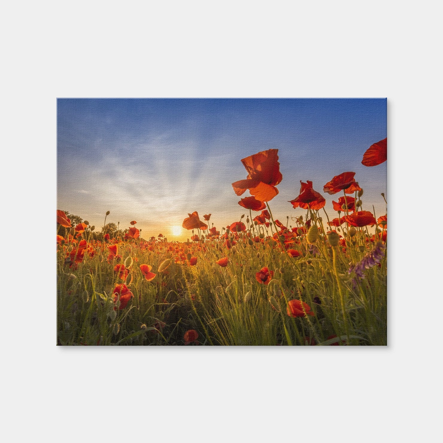 AUTO-MOCKUP WHITE | Idyllic Sunset in a Field of Poppies | 1 Piece | Gallery Wrap Canvas | group=4x3