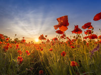 Idyllic sunset in a field of poppies Wall Art