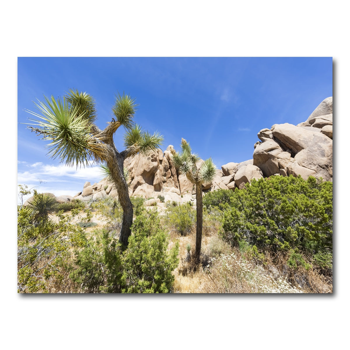 Impression from Joshua Tree National Park Wall Art
