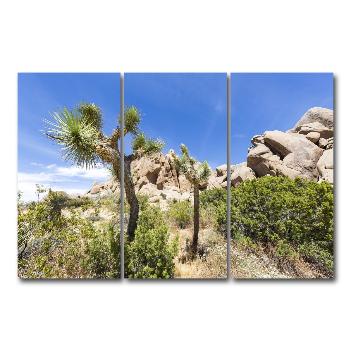 Impression from Joshua Tree National Park Wall Art