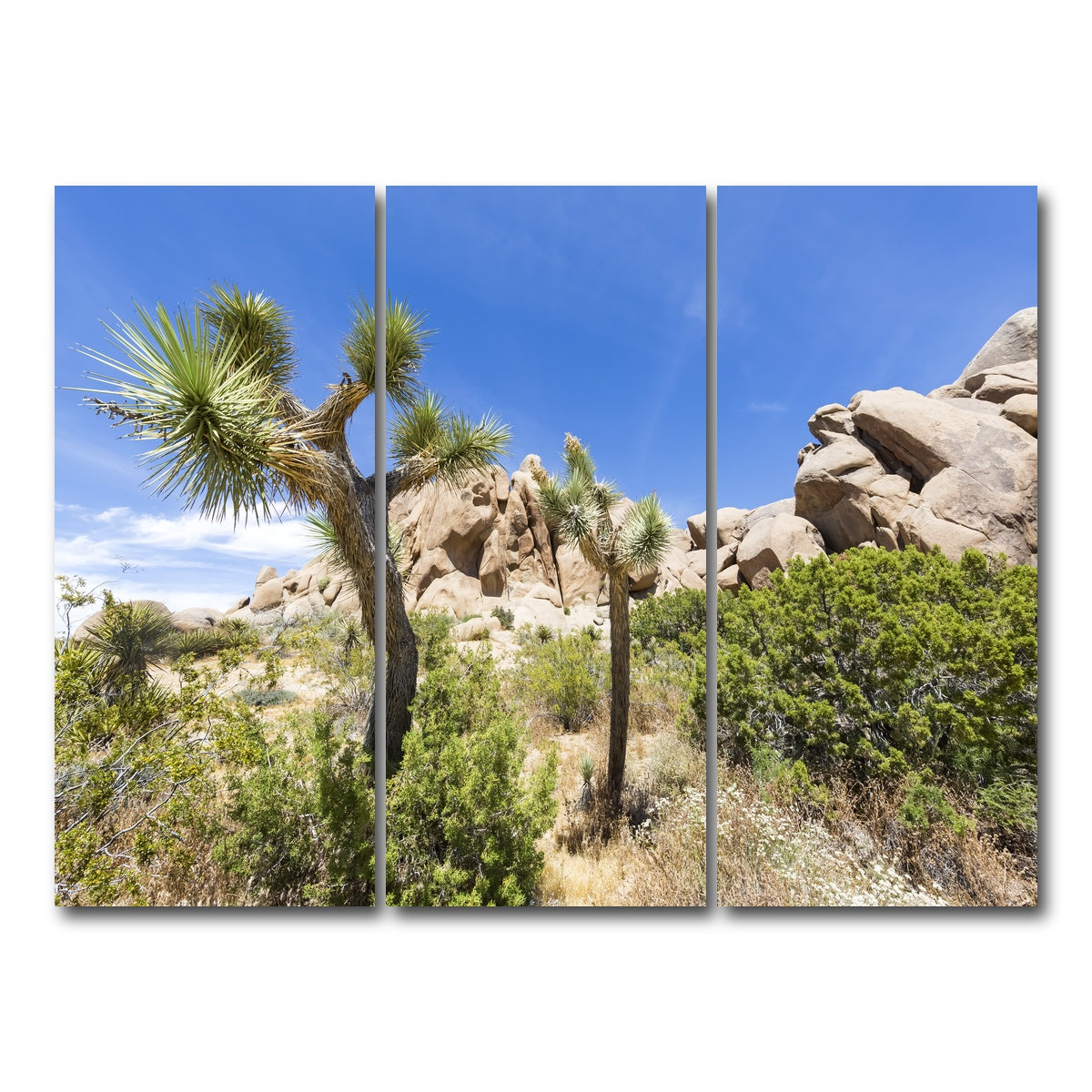 Impression from Joshua Tree National Park Wall Art