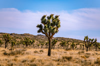 Joshua Tree Wall Art