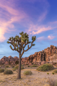 Joshua Tree Evening Atmosphere Wall Art